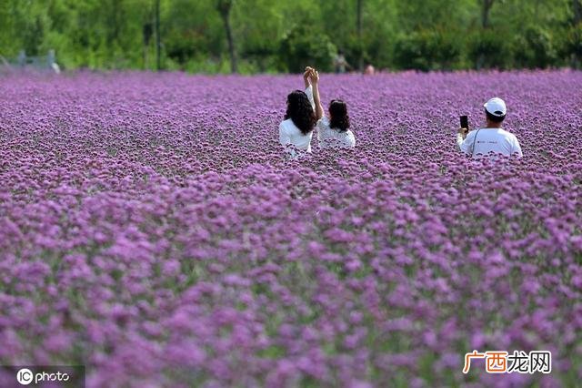 一颗小草图片 小草创业图片大全