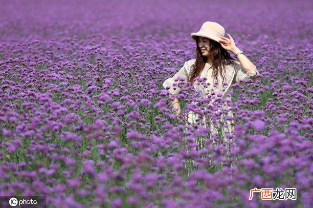 一颗小草图片 小草创业图片大全