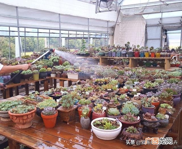 多肉盆景的发展前景 多肉创业