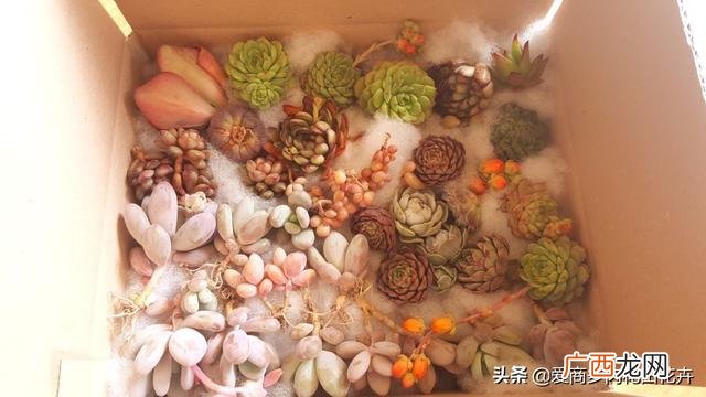 多肉盆景的发展前景 多肉创业