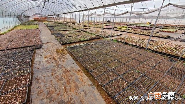 多肉盆景的发展前景 多肉创业