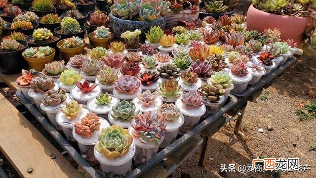 多肉盆景的发展前景 多肉创业