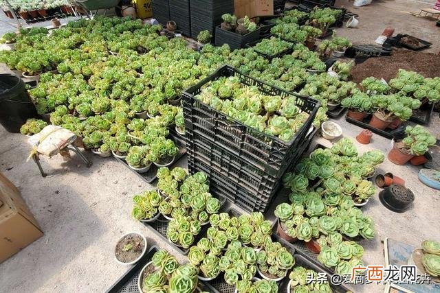 多肉盆景的发展前景 多肉创业