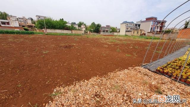 多肉盆景的发展前景 多肉创业