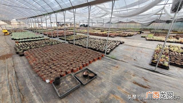 多肉盆景的发展前景 多肉创业