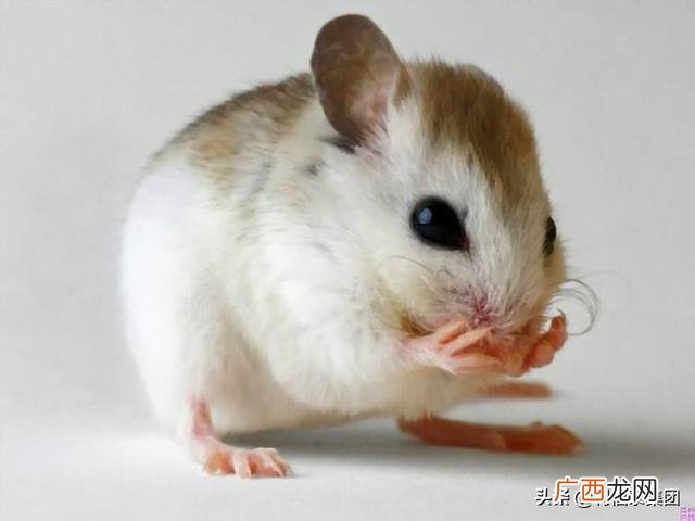 为什么北方的老鼠那么小,创业中用对比和老鼠