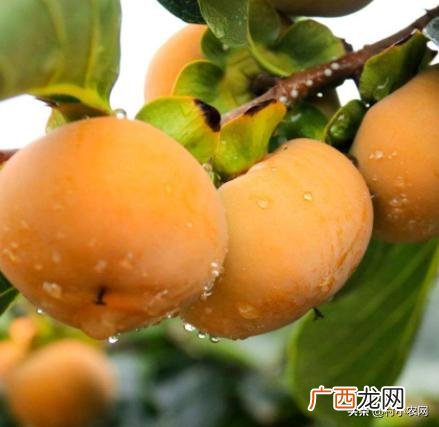 不愁销路的小型加工厂 养值创业
