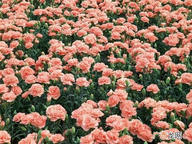 开个花店赚钱吗 创业手工鲜花工艺店