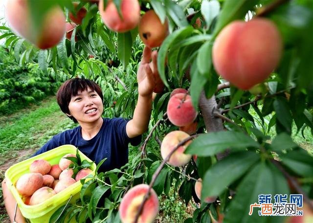 大学生创业计划书 创业计划书果园