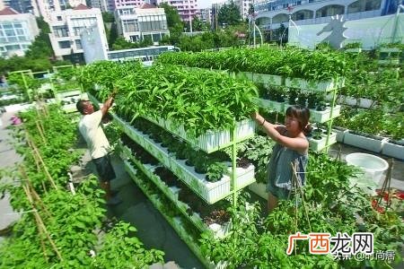 农家菜园图片效果图 菜园子图
