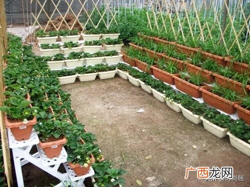 农家菜园图片效果图 菜园子图