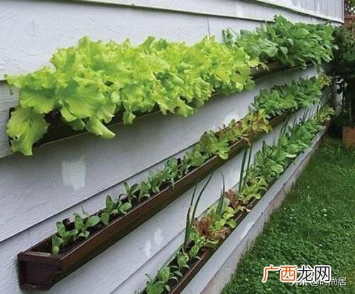 农家菜园图片效果图 菜园子图