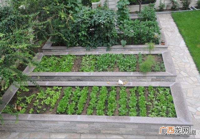 农家菜园图片效果图 菜园子图