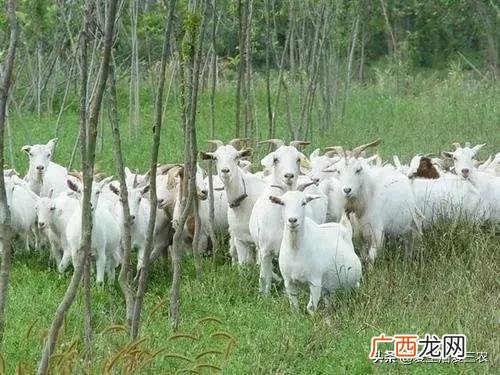 农村创业好项目养殖类,在家创业养殖有什么好项目