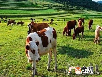 农村创业好项目养殖类,在家创业养殖有什么好项目