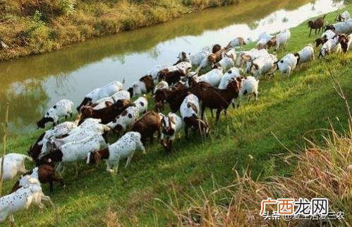 农村创业好项目养殖类,在家创业养殖有什么好项目