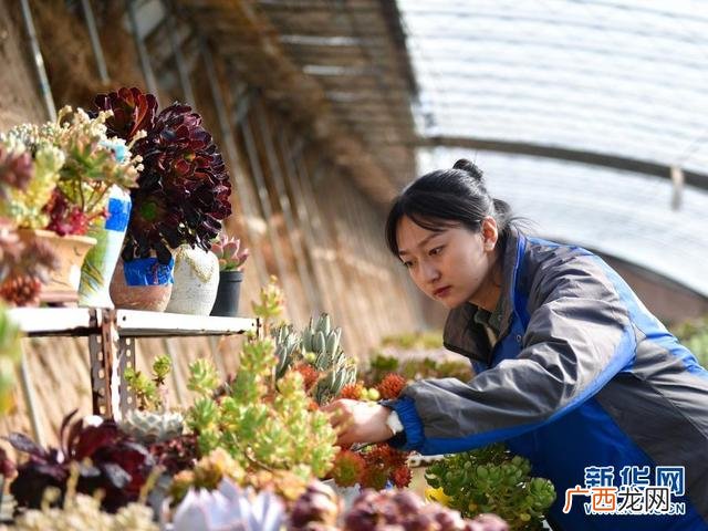 建个多肉植物大棚怎么样 多肉大棚创业