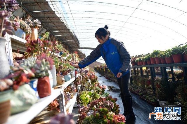 建个多肉植物大棚怎么样 多肉大棚创业