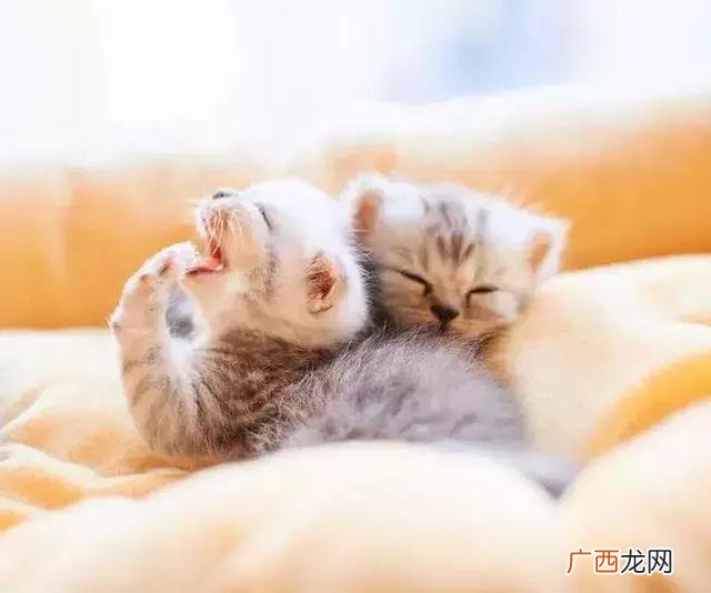 加菲猫大电影免费 加菲猫2