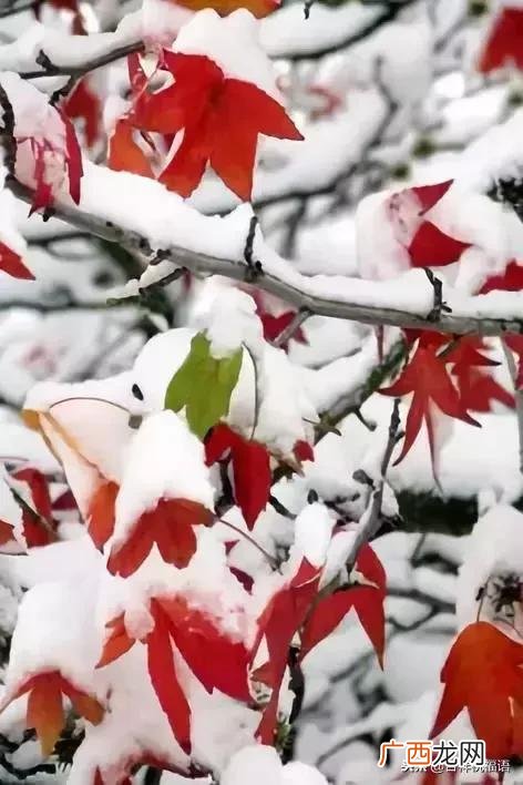 冬至祝福短信 冬至群祝福语