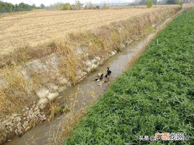 农村创业哥养猪视频,养猪创业哥
