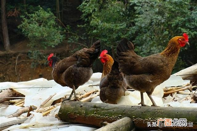 养土鸡1000只赚多少钱 养鸡创业过程