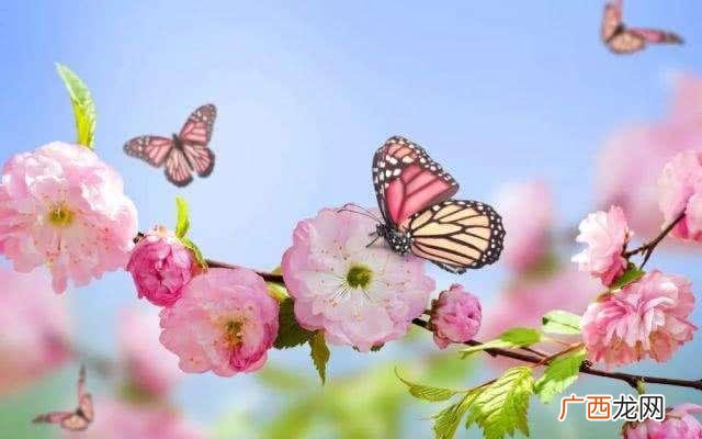 徐志摩《陌上花开》原文,看破红尘的七绝诗