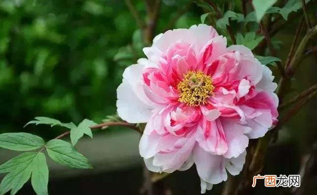 徐志摩《陌上花开》原文,看破红尘的七绝诗