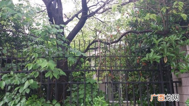 上海张杨南苑 张江汤臣豪园四期人才公寓