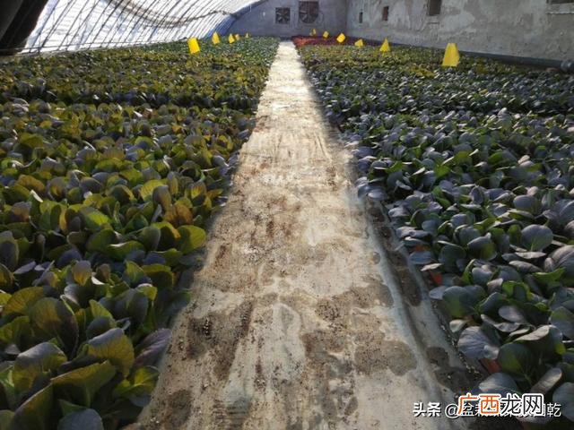 我想搞个大棚种植蔬菜 想创业种植蔬菜大棚