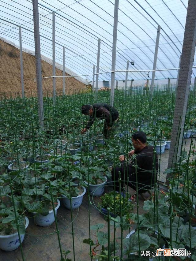 我想搞个大棚种植蔬菜 想创业种植蔬菜大棚