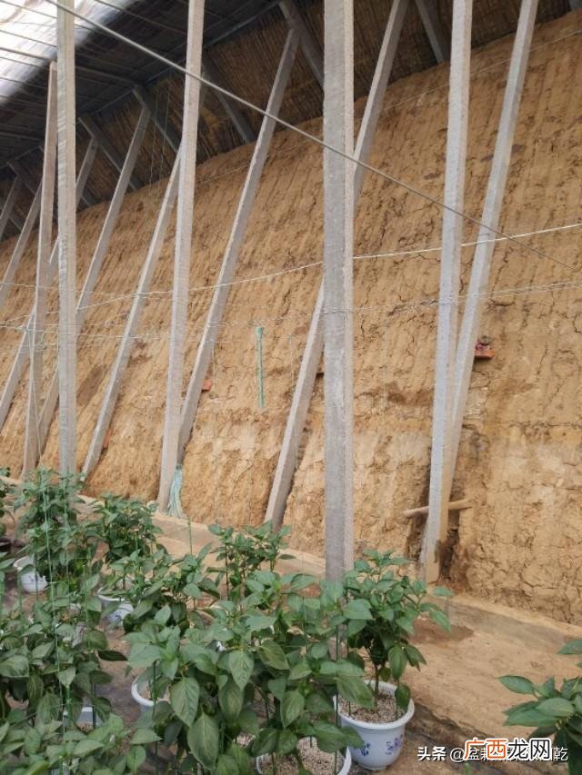 我想搞个大棚种植蔬菜 想创业种植蔬菜大棚