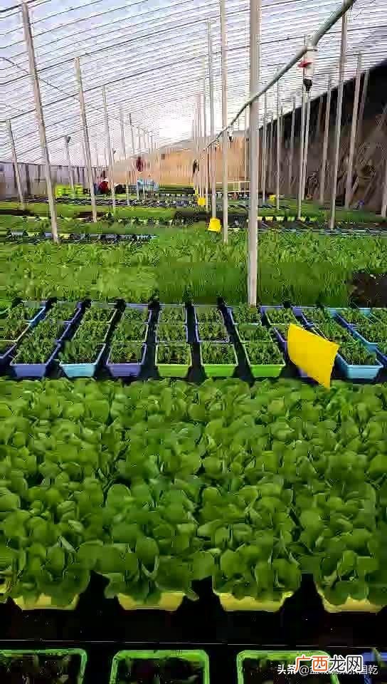 我想搞个大棚种植蔬菜 想创业种植蔬菜大棚
