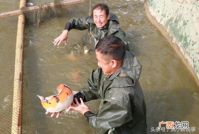 养殖观赏鱼的销路 养殖观赏鱼创业