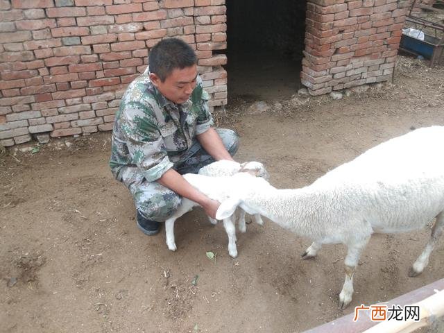 养殖业什么最赚钱农村 创业养殖羊视频