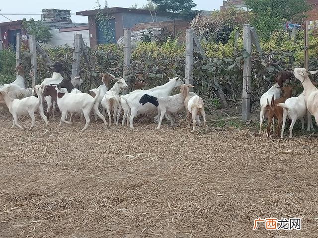 养殖业什么最赚钱农村 创业养殖羊视频