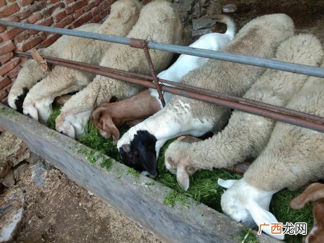养殖业什么最赚钱农村 创业养殖羊视频