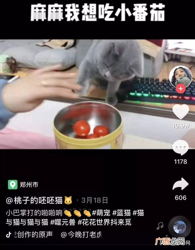 宠物app的开发策划,宠物网红策划