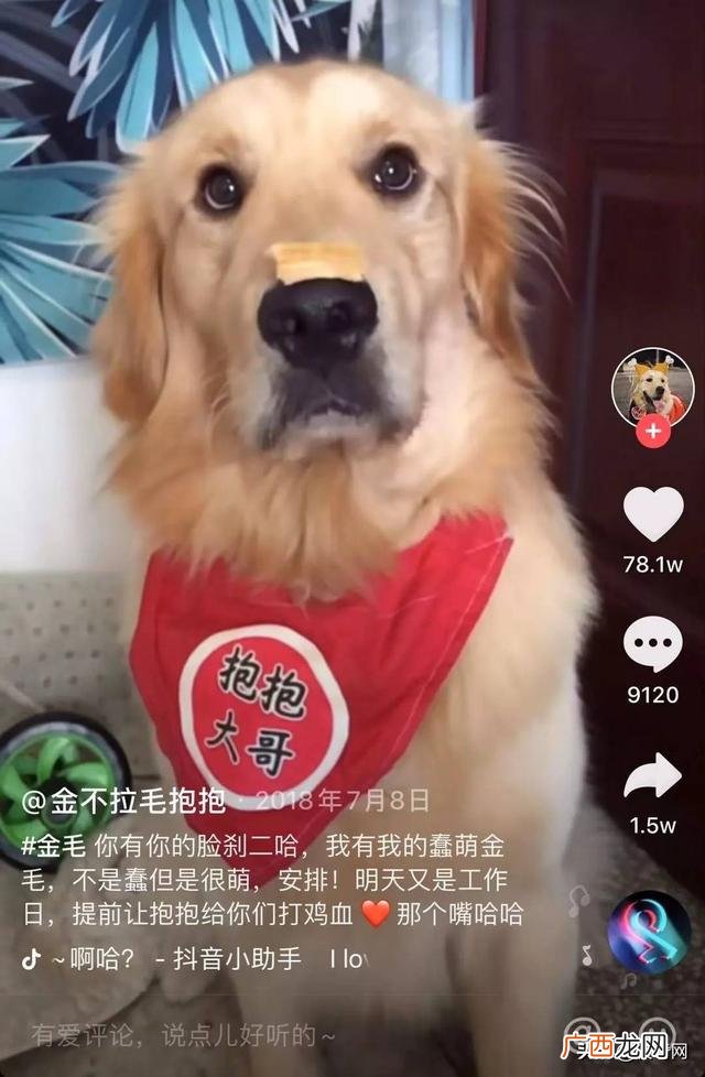 宠物app的开发策划,宠物网红策划