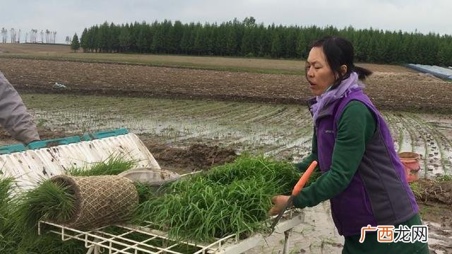 在家怎么种水稻,种稻谷的过程