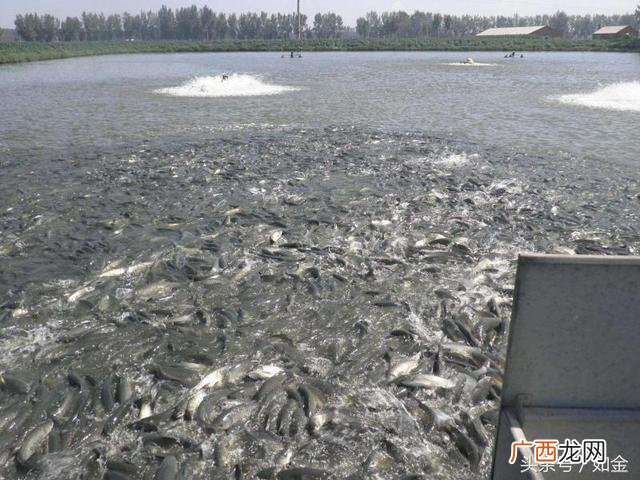 1亩鱼塘水深1米能养多少草鱼,1米水深能养草鱼吗