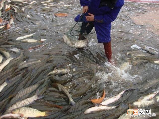 1亩鱼塘水深1米能养多少草鱼,1米水深能养草鱼吗