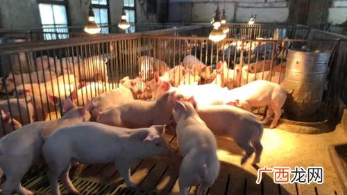 女主养殖日记 我靠养猪当王妃