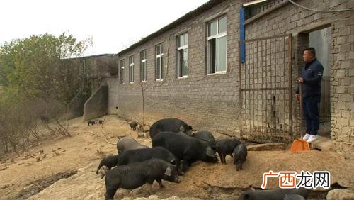 女主养殖日记 我靠养猪当王妃