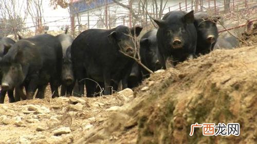 女主养殖日记 我靠养猪当王妃