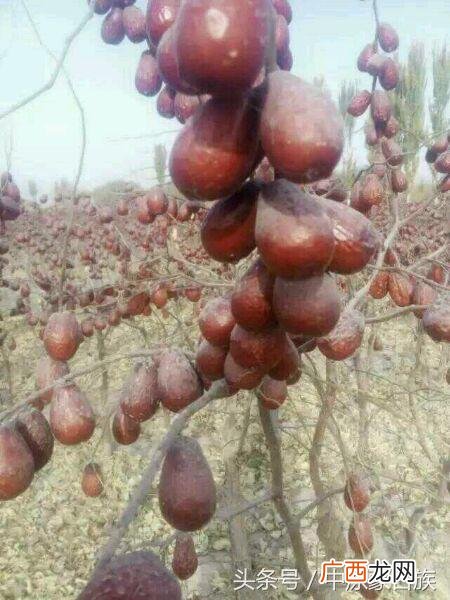 巴楚县图木舒克监狱地址 图木舒克监狱