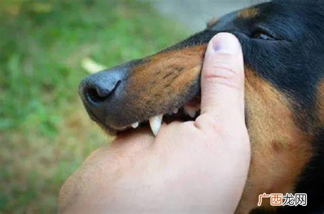 10日观察法失误过的吗,什么样的猫有狂犬病