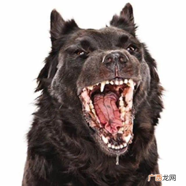 10日观察法失误过的吗,什么样的猫有狂犬病