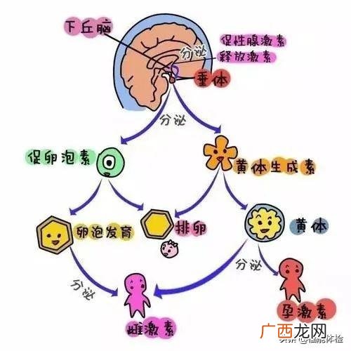 做激素六项需要注意什么,女人的六项激素