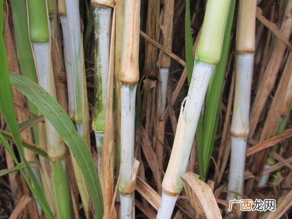 南方农村田里种植什么好,南方农村养殖什么比较好